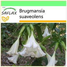 SAFLAX - Garden to go - Angel's Trumpet White - 10 seeds - With pot, climate lid and growing substrate - Brugmansia suaveolens