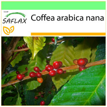 SAFLAX Garden to go - Zwergkaffee - Coffea - 8 Samen