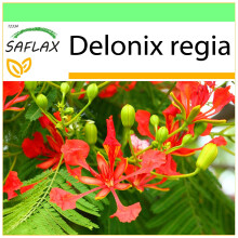 SAFLAX - Garden to go - Flamboyant - 6 graines - Avec pot, couvercle climatique et substrat de culture - Delonix regia