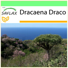 SAFLAX - Garden to go - Dragon Tree - 5 seeds - With pot, climate lid and growing substrate - Dracaena Draco