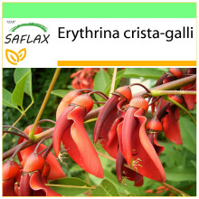 SAFLAX Garden to go - Korallenstrauch - Erythrina - 6 Samen
