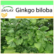 SAFLAX - Garden to go - Ginkgo - 4 graines - Avec pot, couvercle climatique et substrat de culture - Ginkgo biloba
