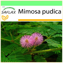 SAFLAX - Garden to go - Mimosa pudique - 70 graines - Avec pot, couvercle climatique et substrat de culture - Mimosa pudica