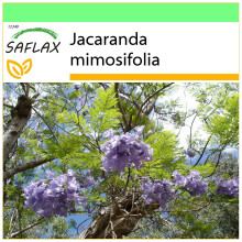 SAFLAX - Garden to go - Jacaranda - 50 seeds - With pot, climate lid and growing substrate - Jacaranda mimosifolia
