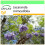 SAFLAX Garden to go - Jacaranda - Jacaranda - 50 Samen 1