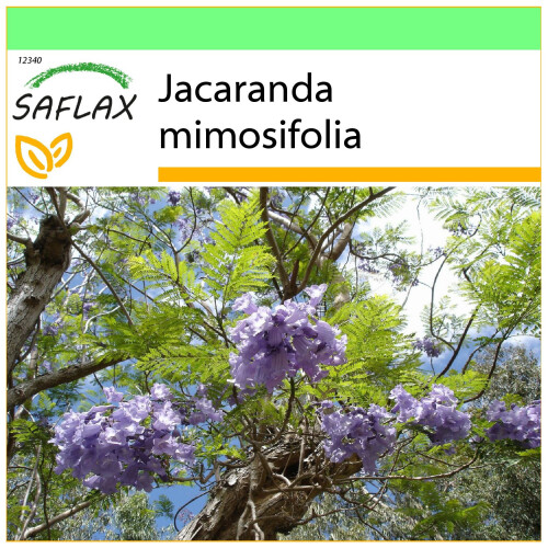 SAFLAX Garden to go - Jacaranda - Jacaranda - 50 Samen