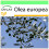 SAFLAX Garden to go - Ölbaum - Olea - 20 Samen 1