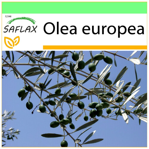 SAFLAX Garden to go - Ölbaum - Olea - 20 Samen