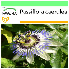 SAFLAX - Garden to go - Passion Flower - 25 seeds - With pot, climate lid and growing substrate - Passiflora caerulea