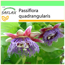 SAFLAX - Garden to go - Giant Grenadilla - 12 seeds - With pot, climate lid and growing substrate - Passiflora quadrangularis