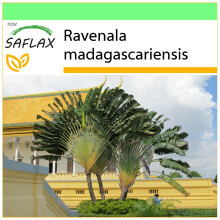 SAFLAX - Garden to go - Arbre du voyageur - 8 graines - Avec pot, couvercle climatique et substrat de culture - Ravenala madagascariensis