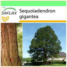 SAFLAX - Garden to go - California Giant Redwood - 50 seeds - With pot, climate lid and growing substrate - Sequoiadendron gigantea