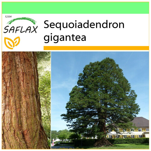 SAFLAX Garden to go - Berg - Mammutbaum - Sequoiadendron - 50 Samen