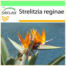 SAFLAX Garden to go - Paradiesvogelblume - Strelitzia - 5 Samen