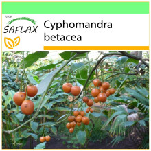 SAFLAX - Garden to go - Tamarillo - 50 seeds - With pot, climate lid and growing substrate - Cyphomandra betacea