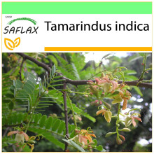 SAFLAX - Garden to go - Tamarind - 4 seeds - With pot, climate lid and growing substrate - Tamarindus indica