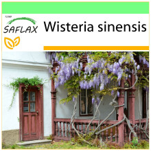 SAFLAX - Garden to go - Glycine de Chine - 4 graines - Avec pot, couvercle climatique et substrat de culture - Wisteria sinensis