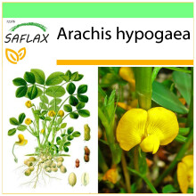 SAFLAX - Garden to go - Cacahuète - 8 graines - Avec pot, couvercle climatique et substrat de culture - Arachis hypogaea