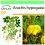 SAFLAX Garden to go - Erdnuß - Arachis - 8 Samen 1