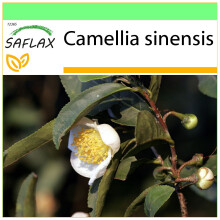 SAFLAX - Garden to go - Théier - 6 graines - Avec pot, couvercle climatique et substrat de culture - Camellia sinensis