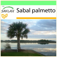 SAFLAX - Garden to go - Palmetto Palm - 8 seeds - With pot, climate lid and growing substrate - Sabal palmetto