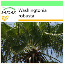 SAFLAX Garden to go - Fächerpalme - Washingtonia - 12 Samen