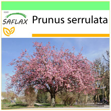 SAFLAX Garden to go - Blütenkirsche - Prunus - 30 Samen