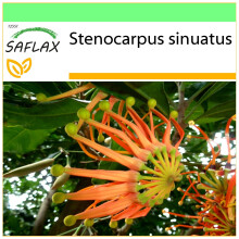 SAFLAX - Garden to go - Roue de feu australienne - 20 graines - Avec pot, couvercle climatique et substrat de culture - Stenocarpus sinuatus