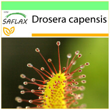 SAFLAX Garden to go - Sonnentau - Drosera - 200 Samen