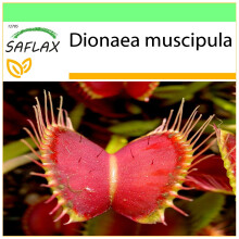 SAFLAX Garden to go - Venus - Fliegenfalle - Dionaea - 10 Samen