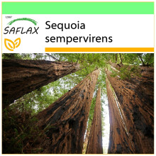 SAFLAX Garden to go - Secuoya roja - 50 semillas - Sequoia