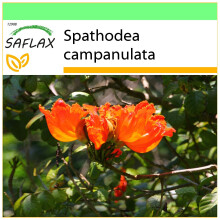 SAFLAX - Garden to go - African Tulip Tree - 30 seeds - With pot, climate lid and growing substrate - Spathodea campanulata