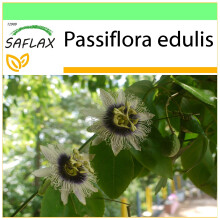SAFLAX Garden to go - Purpurgranadilla - Passiflora - 40 Samen