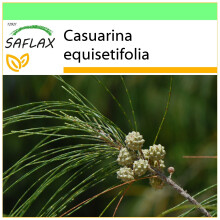 SAFLAX Garden to go - Känguruhbaum - Casuarina - 200 Samen