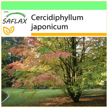 SAFLAX - Garden to go - Katsuratree - 200 seeds - With pot, climate lid and growing substrate - Cercidiphyllum japonicum