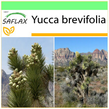 SAFLAX Garden to go - Joshua Tree - Yucca - 10 Samen
