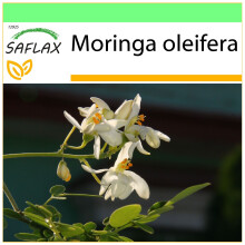 SAFLAX Garden to go - Moringa - Moringa - 10 Samen