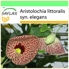 SAFLAX Garden to go - Aristoloquia - 80 semillas - Aristolochia