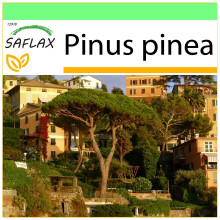 SAFLAX Garden to go - Mittelmeerpinie - Pinus - 6 Samen