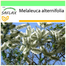 SAFLAX - Garden to go - Arbre à thé - 400 graines - Avec pot, couvercle climatique et substrat de culture - Melaleuca alternifolia