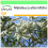 SAFLAX Garden to go - Australischer Teebaum - Melaleuca - 400 Samen 1
