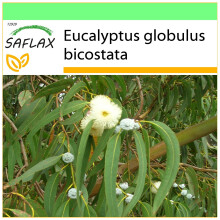 SAFLAX - Garden to go - Eucalyptus (bicostata) - 100 graines - Avec pot, couvercle climatique et substrat de culture - Eucalyptus globulus bicostata