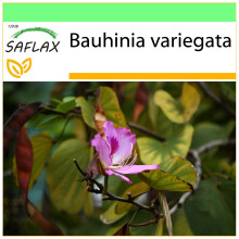 SAFLAX Garden to go - Orchideenbaum - Bauhinia - 8 Samen