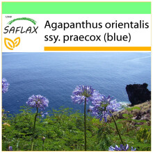 SAFLAX Garden to go - Schmucklilie - Agapanthus - 50 Samen
