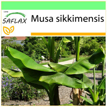 SAFLAX - Garden to go - Bananier de Darjeeling - 5 graines - Avec pot, couvercle climatique et substrat de culture - Musa sikkimensis