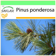 SAFLAX - Garden to go - Ponderosa Pine - 20 seeds - With pot, climate lid and growing substrate - Pinus ponderosa