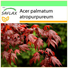 SAFLAX - Garden to go - Erable du Japon pourpre - 20 graines - Avec pot, couvercle climatique et substrat de culture - Acer palmatum atropurpureum