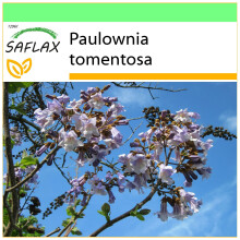 SAFLAX - Garden to go - Arbre impérial - 200 graines - Avec pot, couvercle climatique et substrat de culture - Paulownia tomentosa