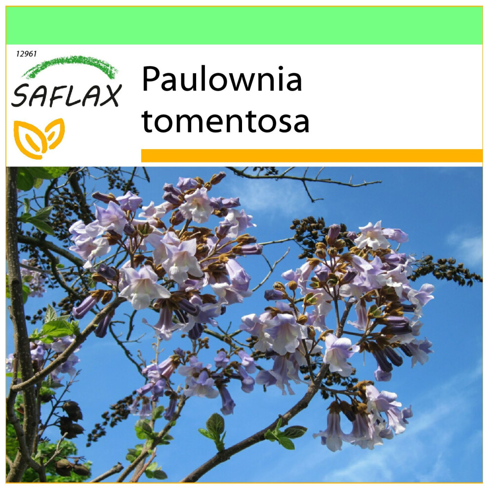 Saflax - Albero Della Principessa - 200 Semi - Paulownia Tomentosa-image