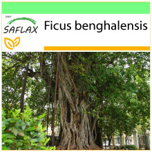 SAFLAX - Garden to go - Figuier des banians - 20 graines - Avec pot, couvercle climatique et substrat de culture - Ficus benghalensis
